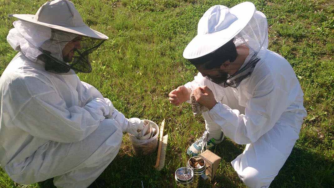 beekeeping-vilniuse.jpg